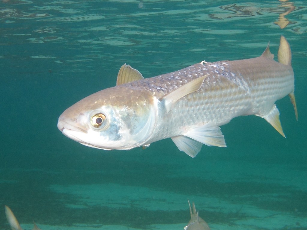 Mugil cephalus (Linnaeus, 1758)